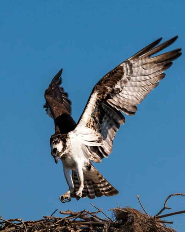 Osprey 1